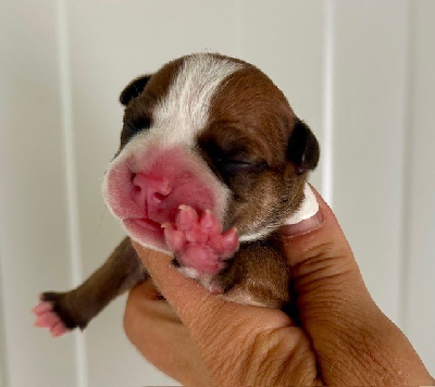 CHIOT 2