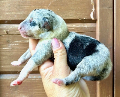 CHIOT 5