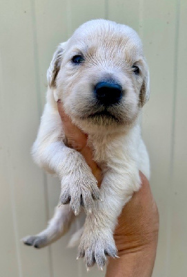 CHIOT 5