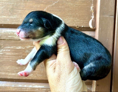 CHIOT 4