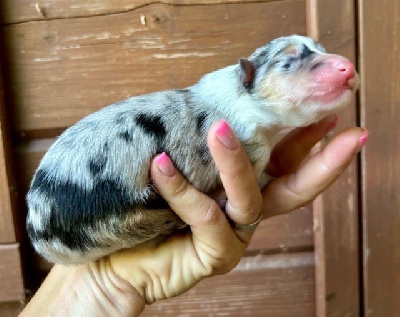 CHIOT 3