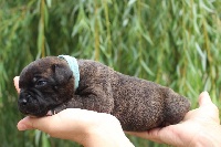 CHIOT colier bleu