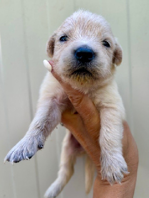 CHIOT 8