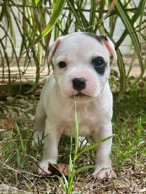CHIOT 1
