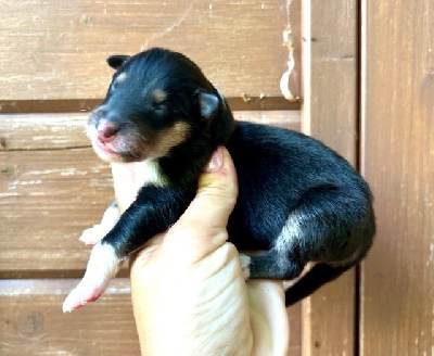 CHIOT 7