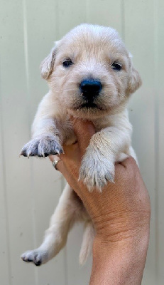 CHIOT 9