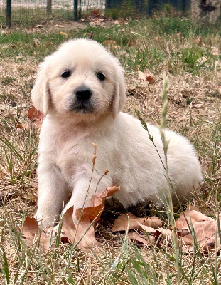 CHIOT 2