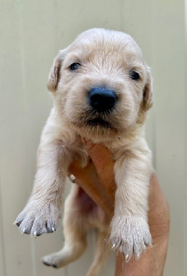 CHIOT 1