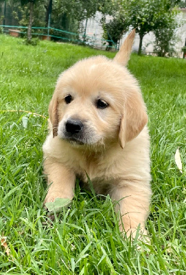 CHIOT 8