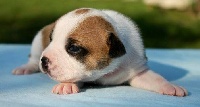 Irresistible boy