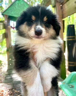 CHIOT 6