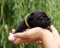 CHIOT collier jaune