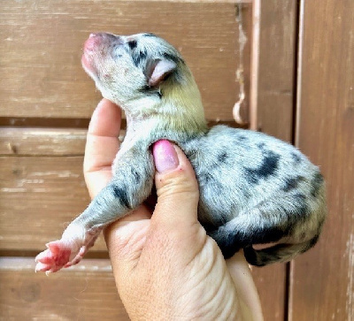 CHIOT 2