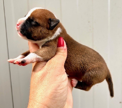 CHIOT 5
