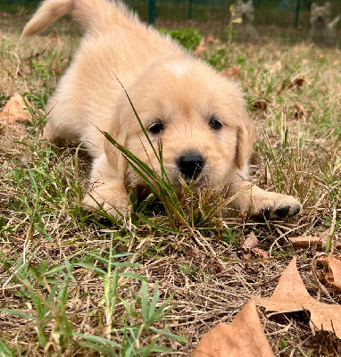 CHIOT 4