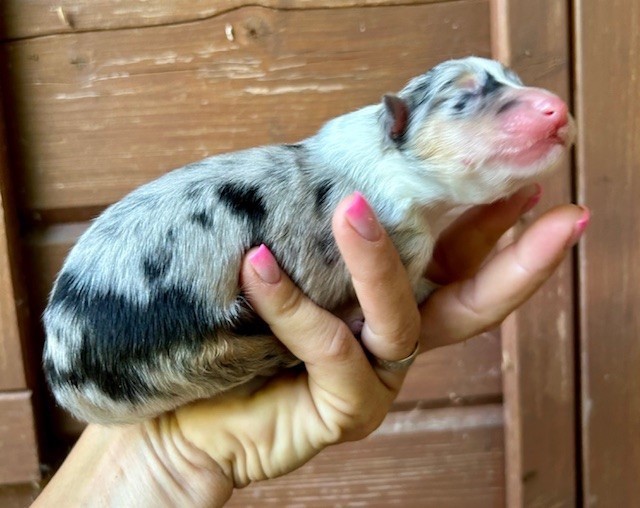 Du Coeur Des Terres - Chiots disponibles - Colley à poil long