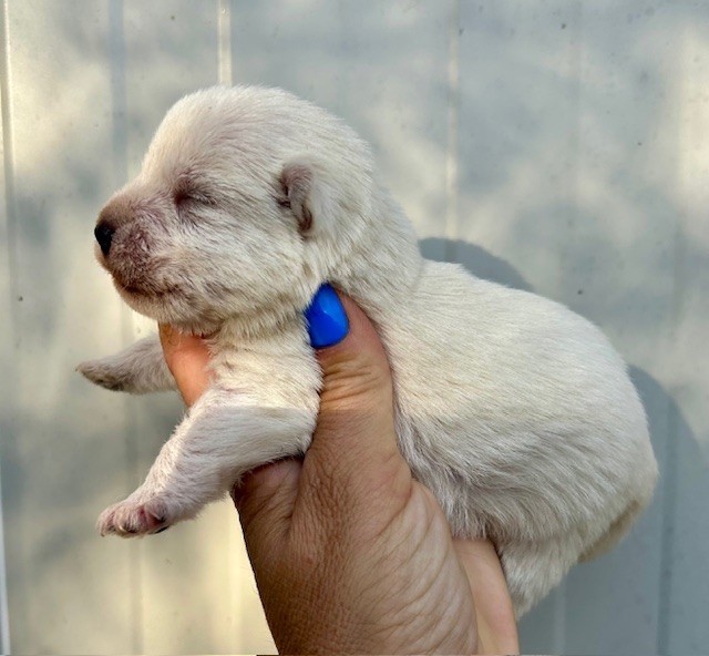 Du Coeur Des Terres - Chiots disponibles - West Highland White Terrier