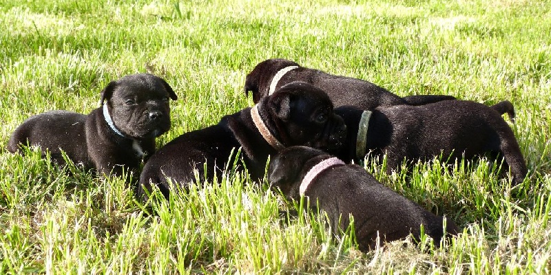 Chiot Staffordshire Bull Terrier Du Coeur Des Terres