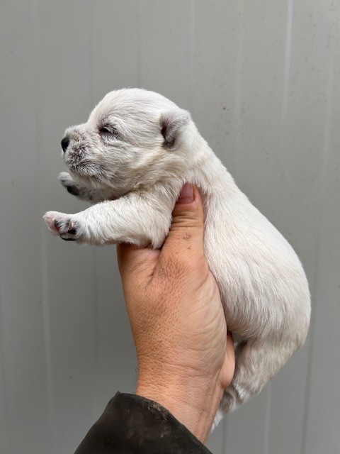 Du Coeur Des Terres - Chiots disponibles - West Highland White Terrier