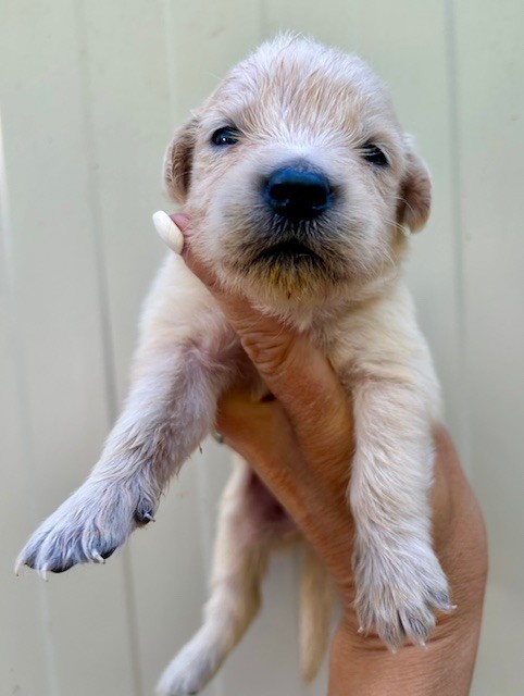 Du Coeur Des Terres - Chiots disponibles - Golden Retriever