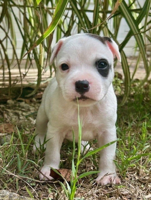 Du Coeur Des Terres - Chiots disponibles - Staffordshire Bull Terrier