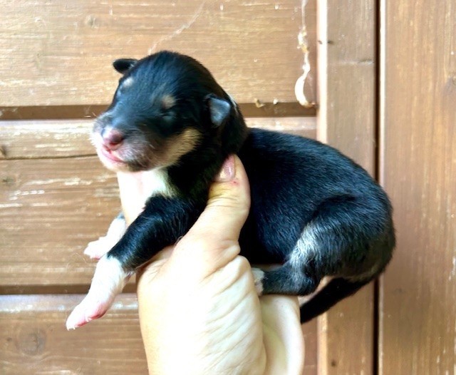 Du Coeur Des Terres - Chiots disponibles - Colley à poil long
