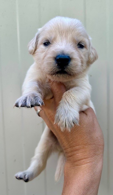 Du Coeur Des Terres - Chiots disponibles - Golden Retriever