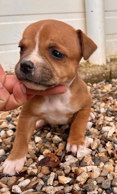 Du Coeur Des Terres - Chiots disponibles - Staffordshire Bull Terrier