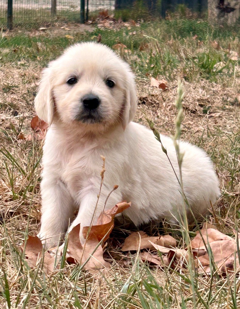 Du Coeur Des Terres - Chiots disponibles - Golden Retriever