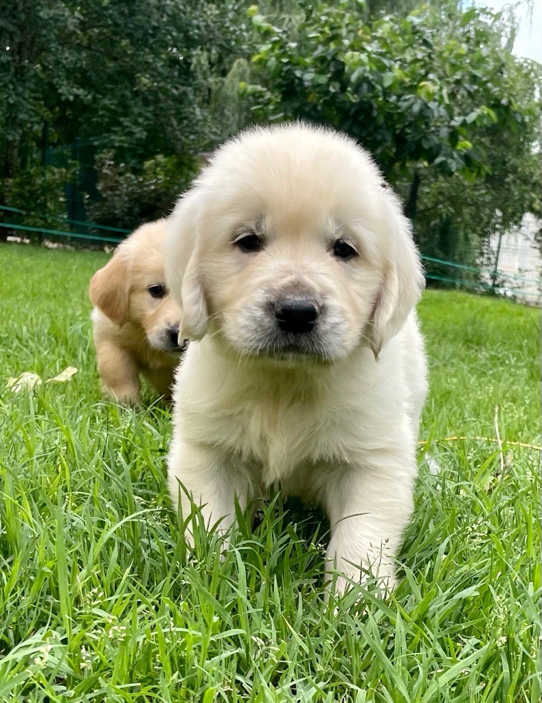 Du Coeur Des Terres - Chiots disponibles - Golden Retriever