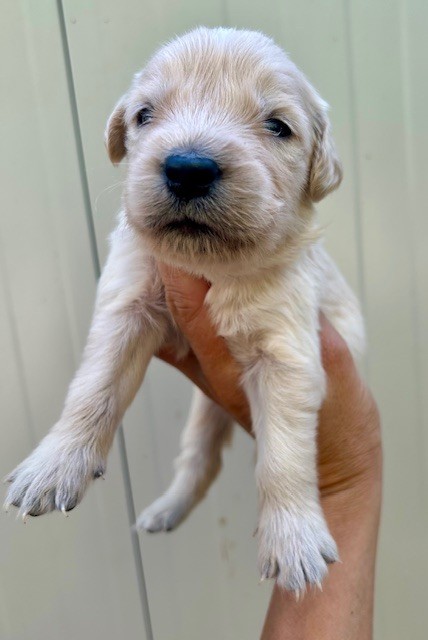 Du Coeur Des Terres - Chiots disponibles - Golden Retriever