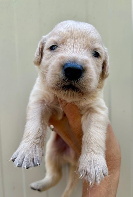 Du Coeur Des Terres - Chiots disponibles - Golden Retriever