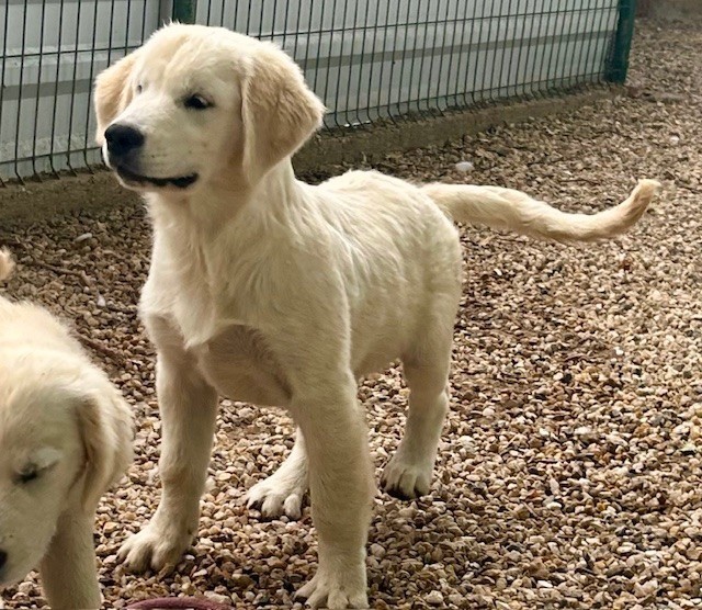 Du Coeur Des Terres - Chiots disponibles - Golden Retriever