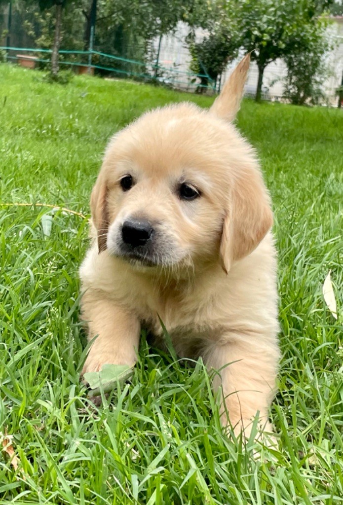 Du Coeur Des Terres - Chiots disponibles - Golden Retriever