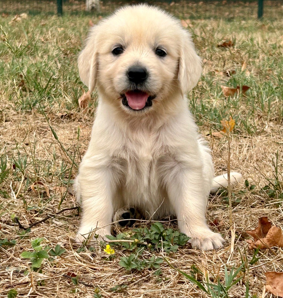 Du Coeur Des Terres - Chiots disponibles - Golden Retriever