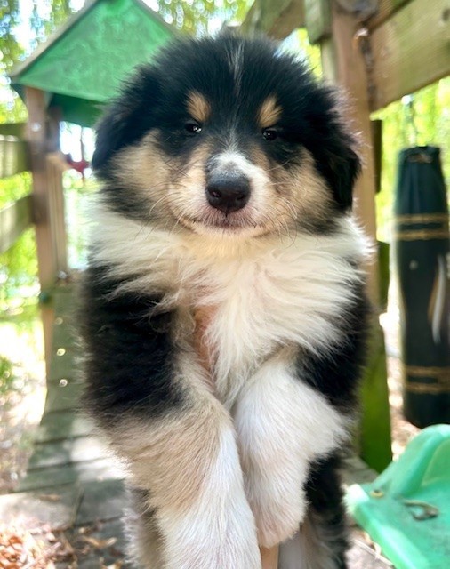 Du Coeur Des Terres - Chiots disponibles - Colley à poil long