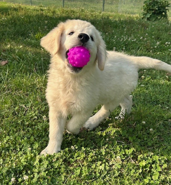 Du Coeur Des Terres - Chiots disponibles - Golden Retriever