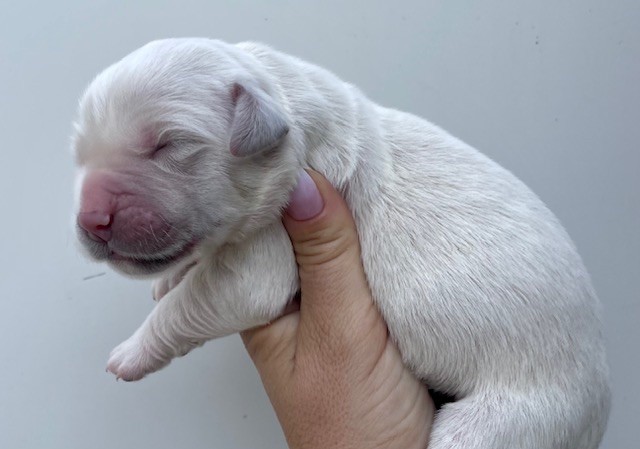 Du Coeur Des Terres - Chiots disponibles - Golden Retriever