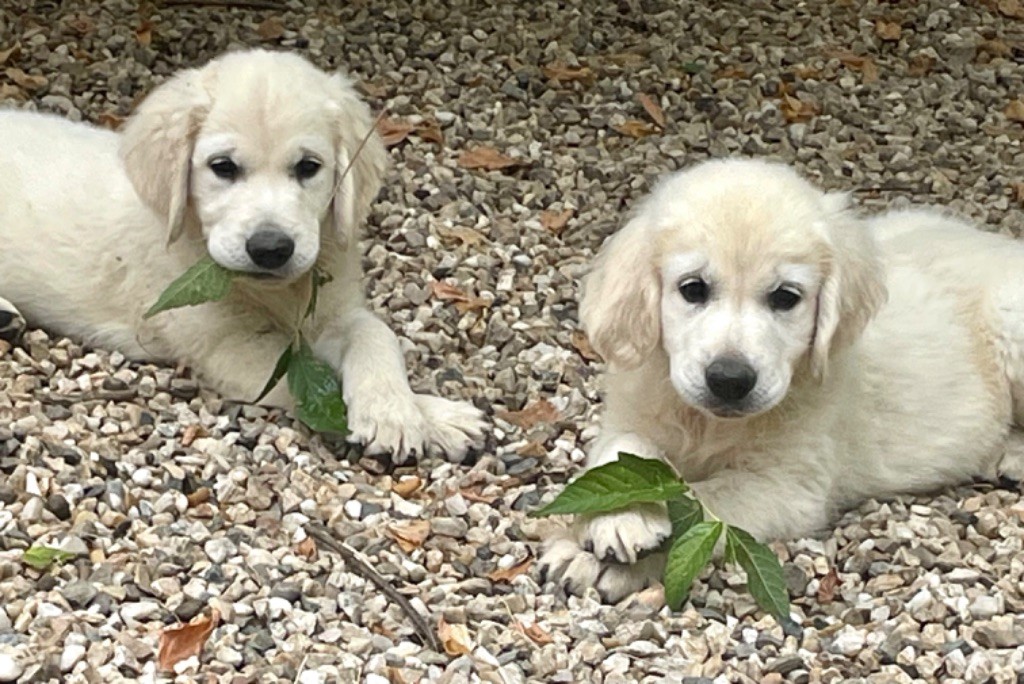 Du Coeur Des Terres - Chiots disponibles - Golden Retriever