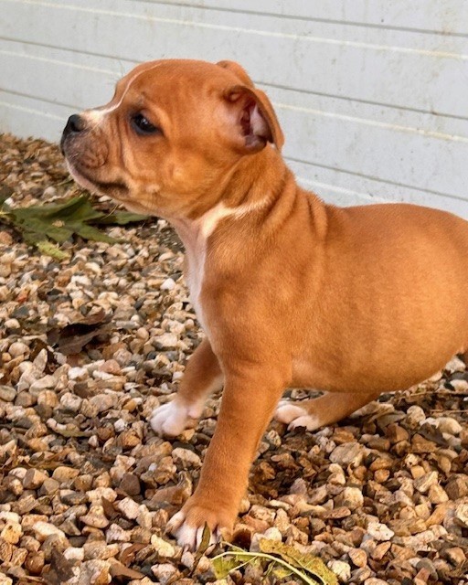 Du Coeur Des Terres - Chiots disponibles - Staffordshire Bull Terrier