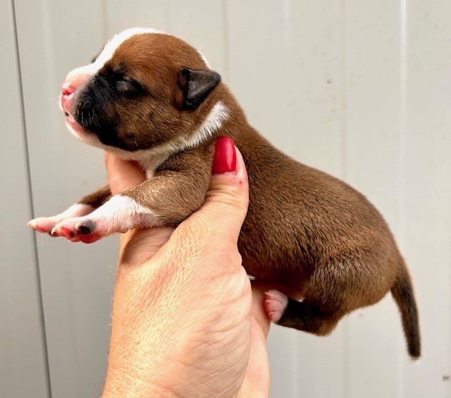 Du Coeur Des Terres - Chiots disponibles - Staffordshire Bull Terrier