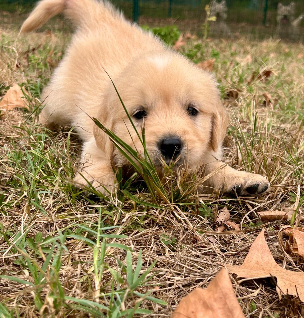 Du Coeur Des Terres - Chiots disponibles - Golden Retriever